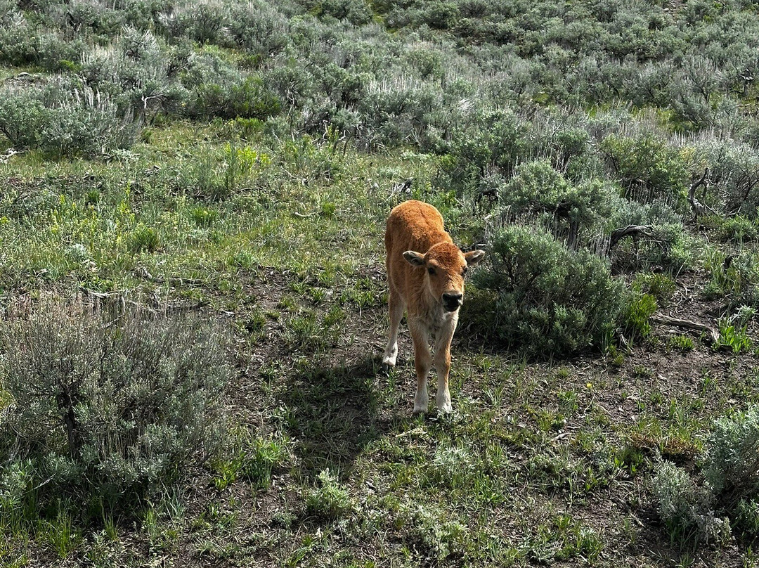 Yellowstone Wild-加德纳必去景点