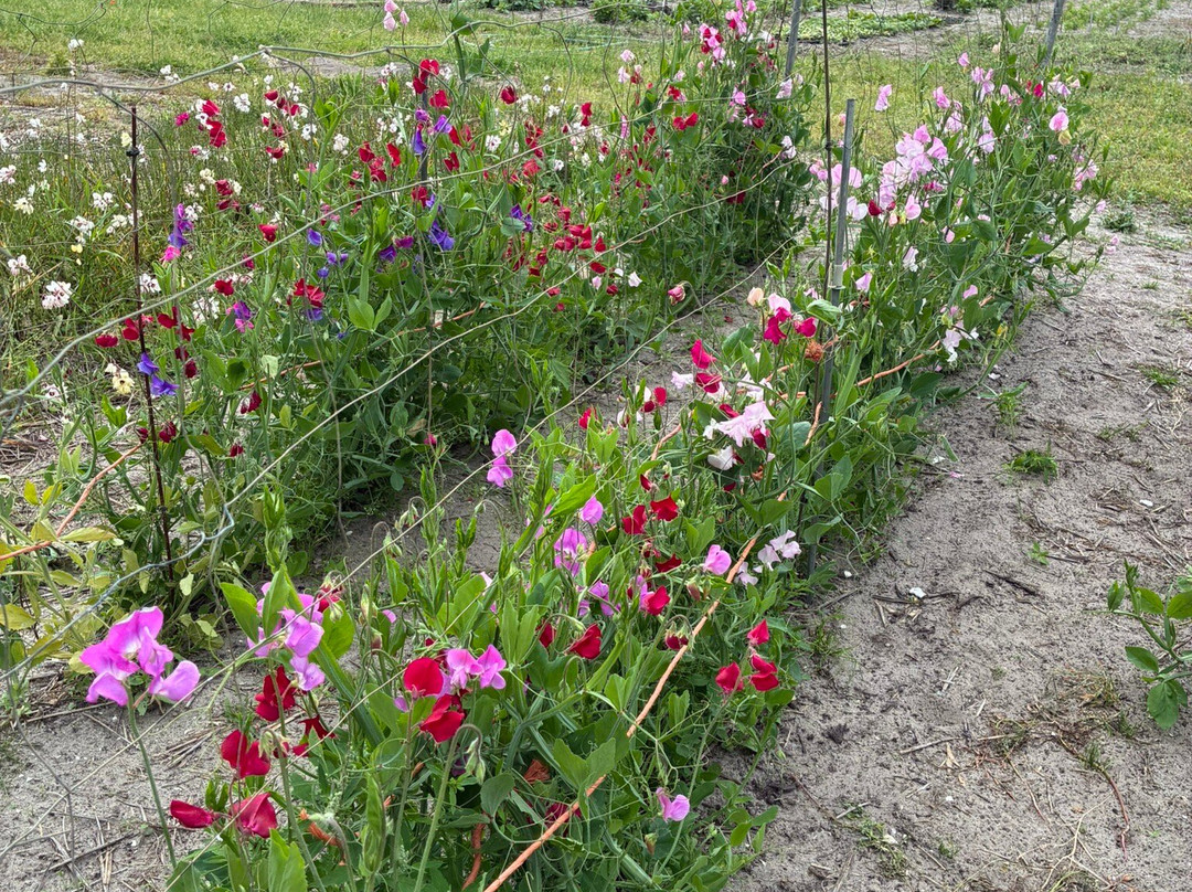Snijbloemen Pluktuin Bakkum-Egmond-Binnen必去景点