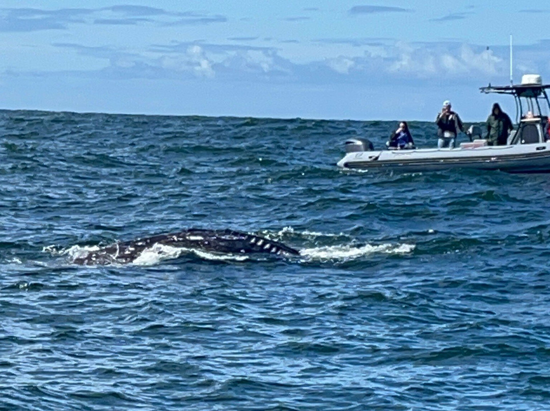 Whale Research EcoExcursions-Depoe Bay必去景点