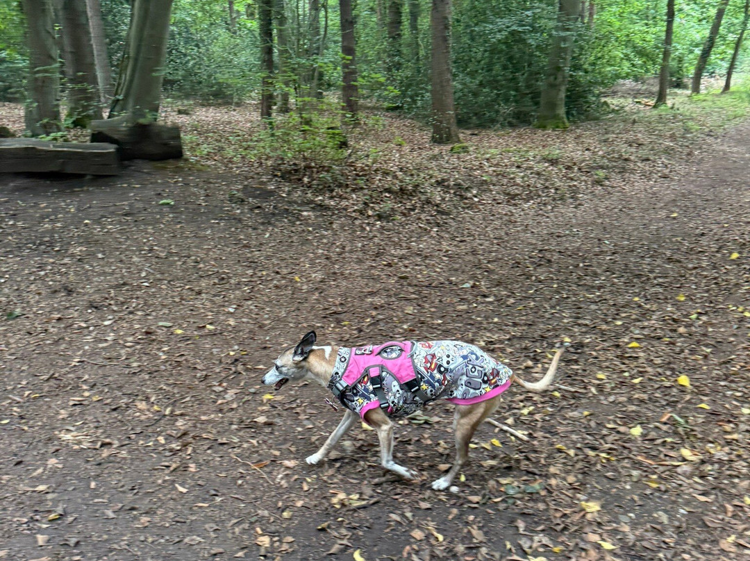 Holt Country Park-诺威奇必去景点