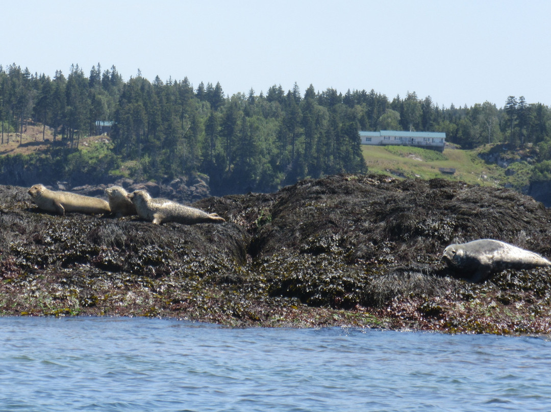 Island Cruises Whalewatching-Campobello Island必去景点