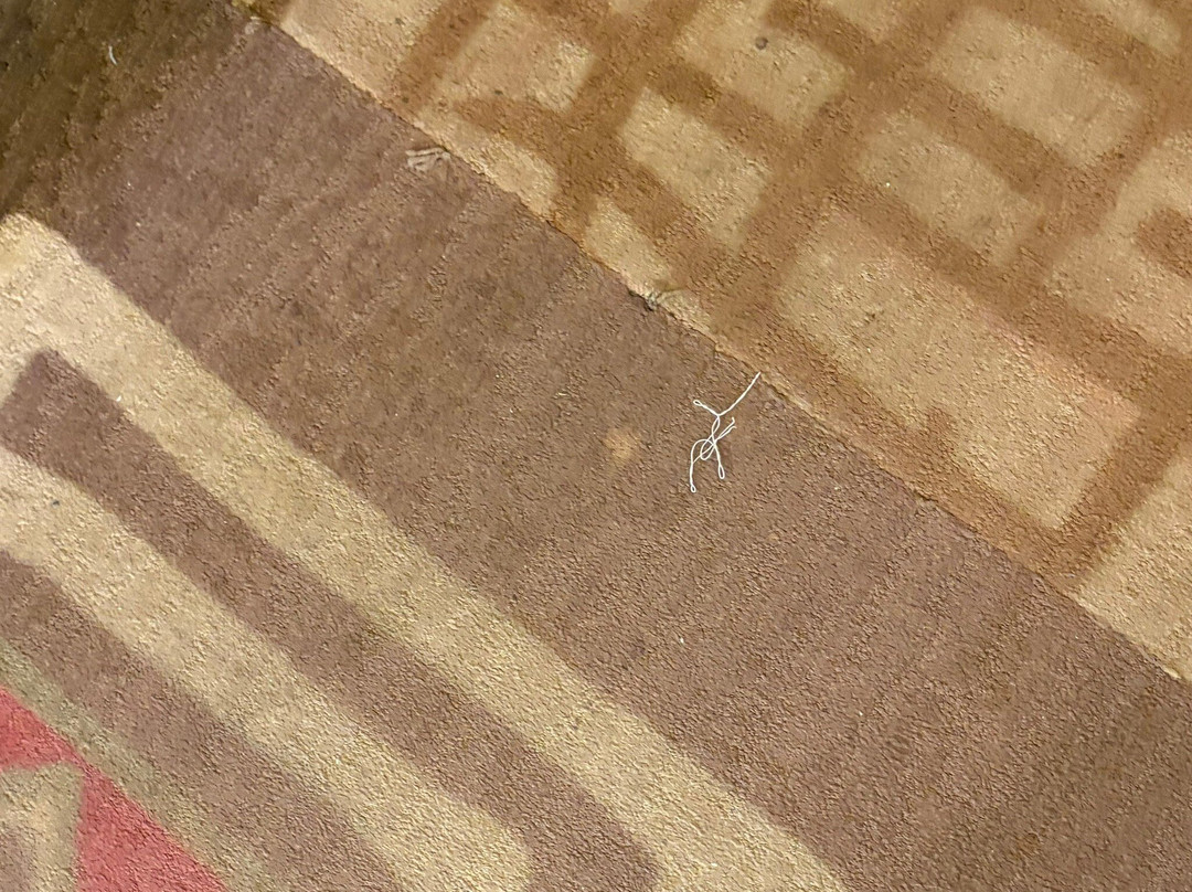 迪士尼动物王国小屋主图