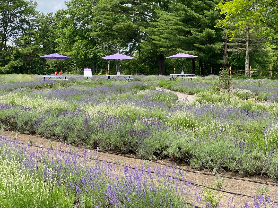 Sparta Lavender Farm-Sparta必去景点