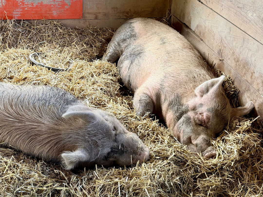 Catskill Animal Sanctuary-Saugerties必去景点