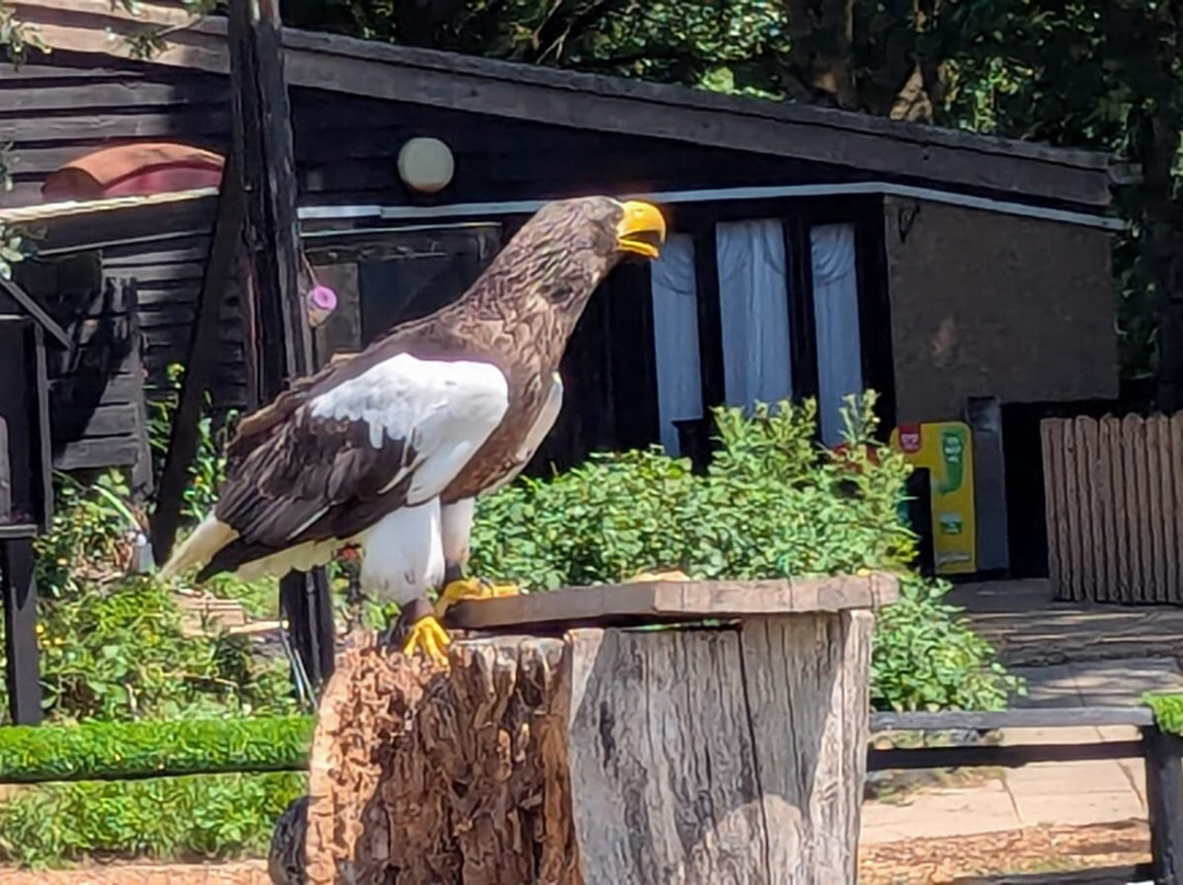 Eagle Heights Wildlife Foundation-Eynsford必去景点