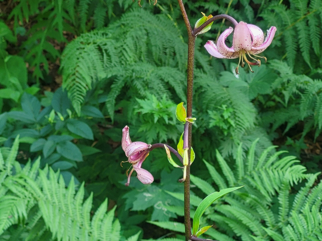 Giardino Botanico Valderia-Valdieri必去景点