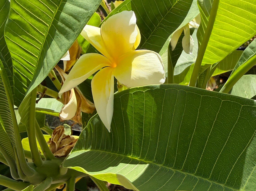 Orchard Of Flavours Botanical Garden-Luz de Tavira必去景点