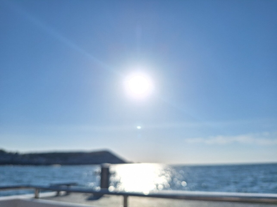 SeaMor Dolphin Watching Boat Trip-纽基必去景点