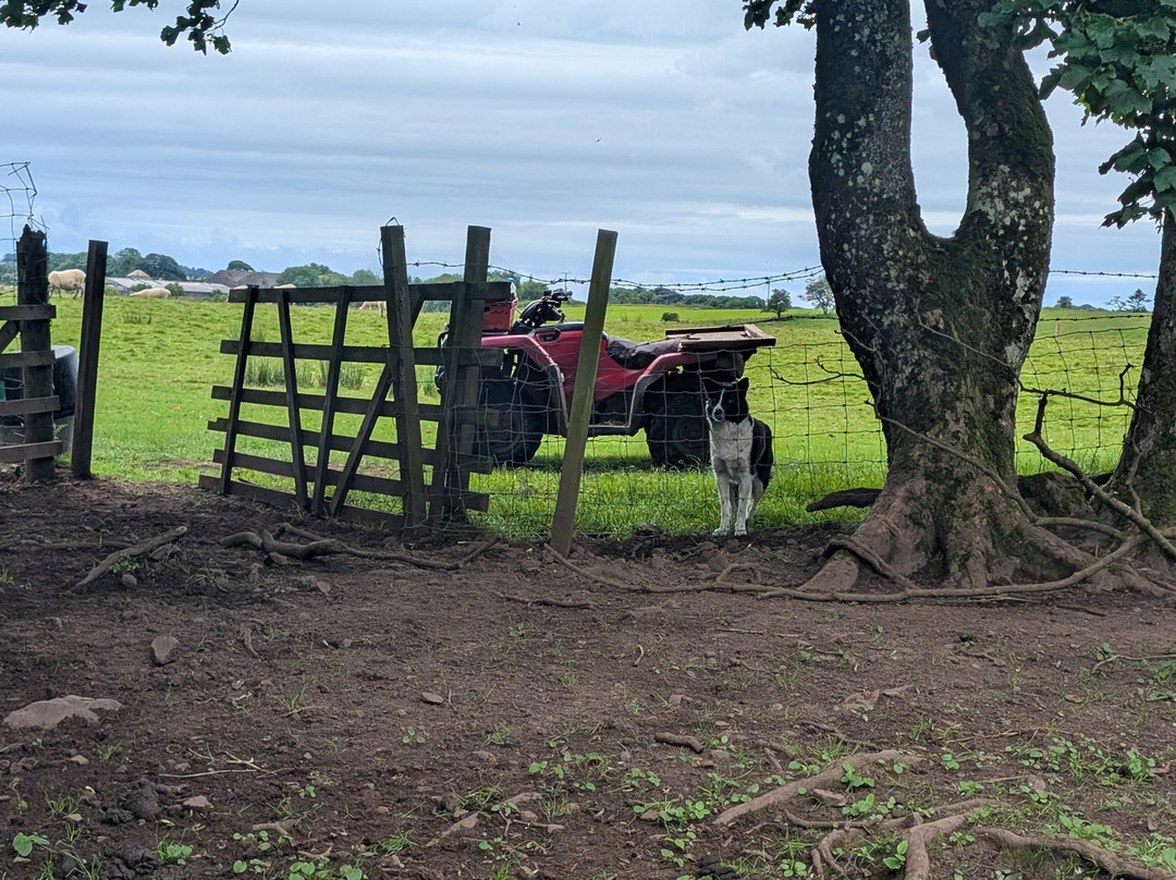 Real Farm Driving-Dalton必去景点