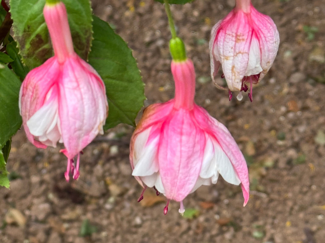 Akureyri Botanical Garden-阿克雷里必去景点