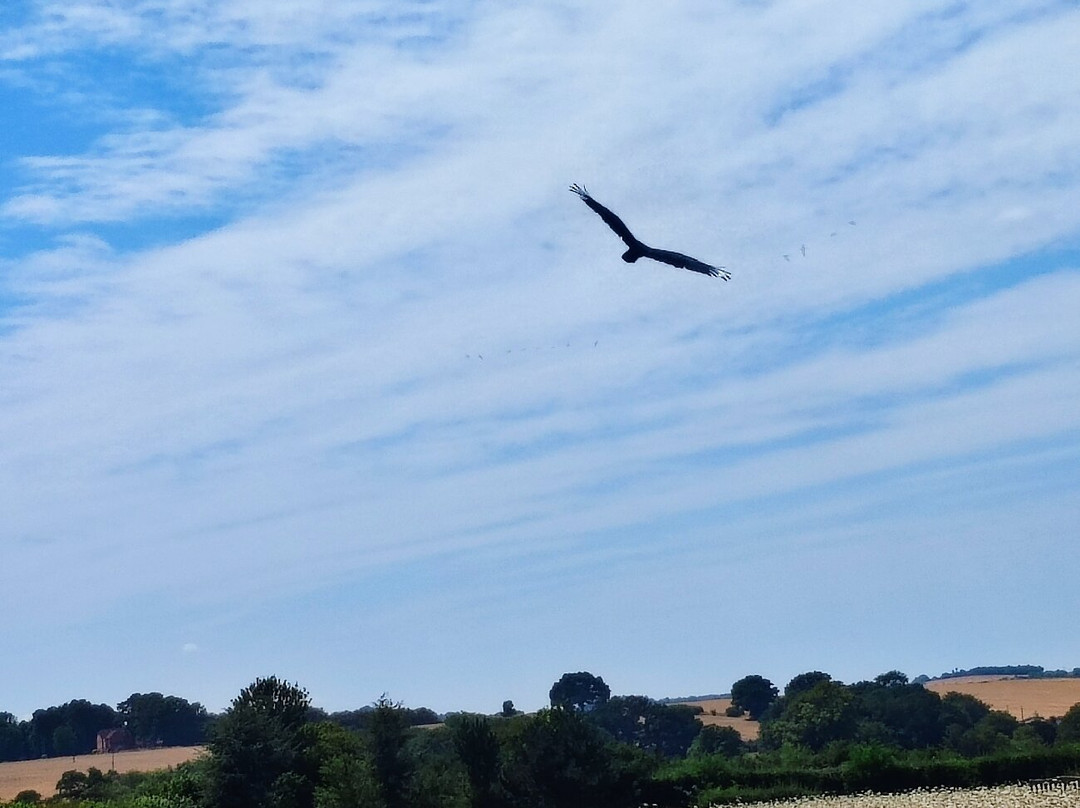 Hawk Conservancy Trust Bird of Prey Centre-Andover必去景点