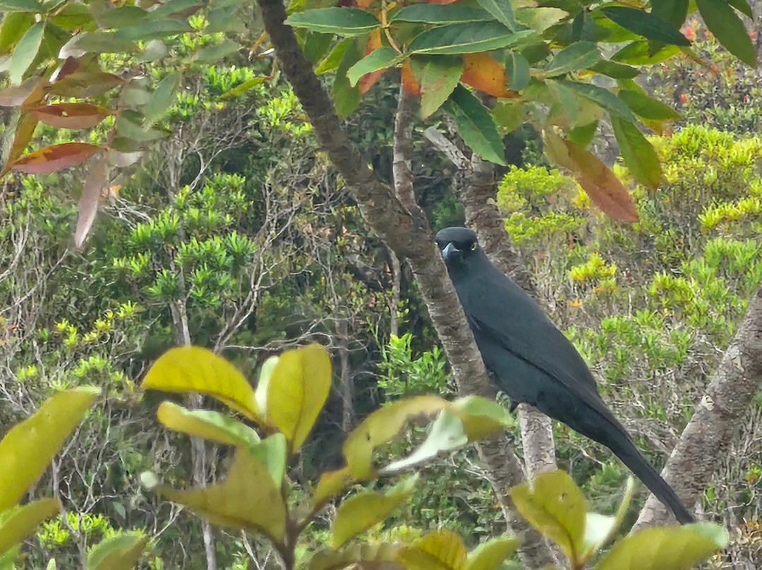 Caledonia Birds-Ouvea必去景点