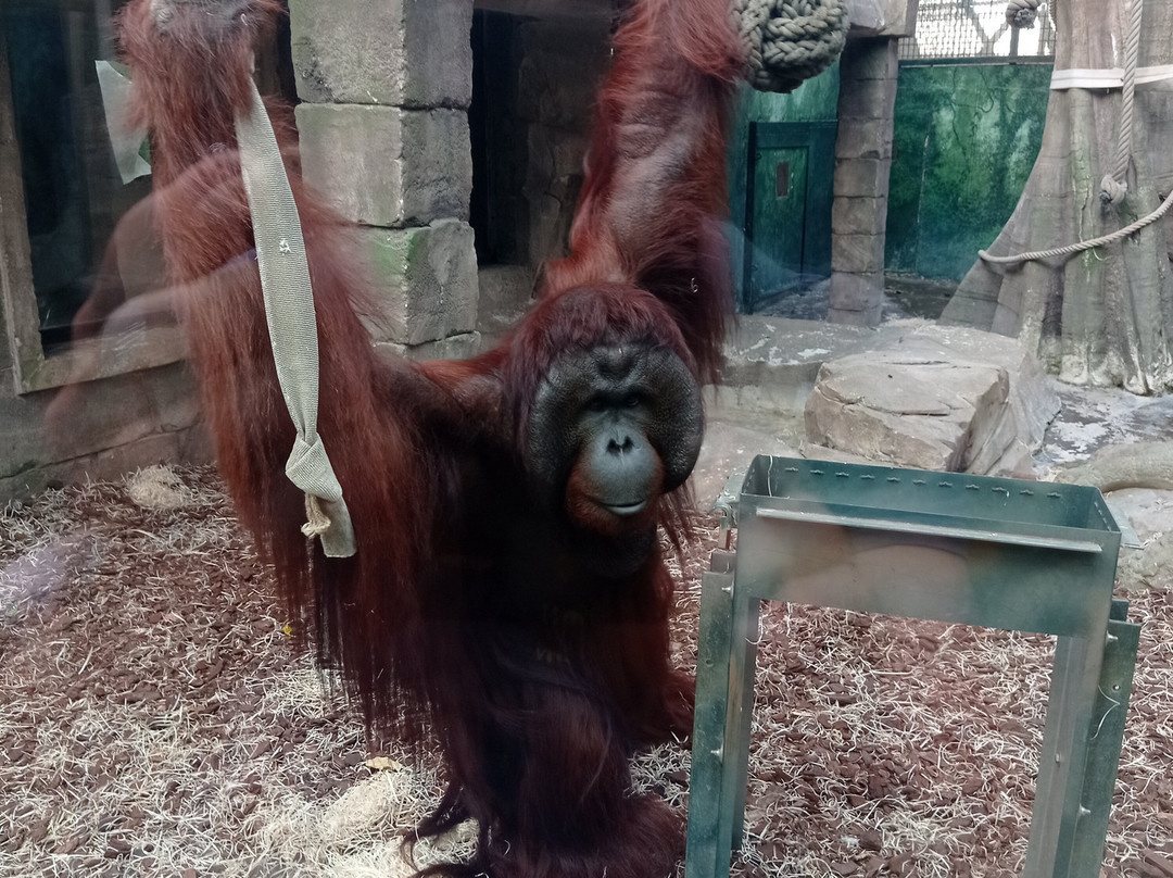 ZooParc de Beauval-圣艾尼昂必去景点
