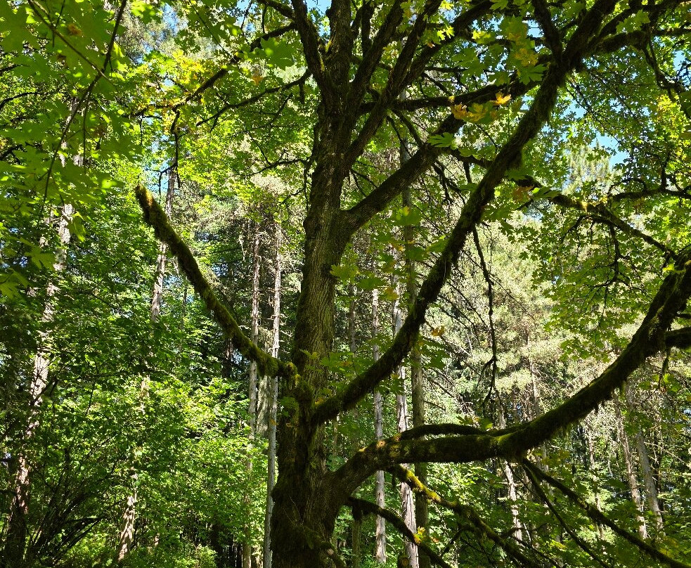 Hoyt Arboretum-波特兰必去景点