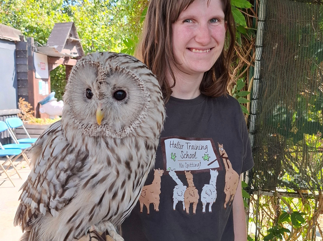 Fritton Owl Sanctuary-Fritton必去景点