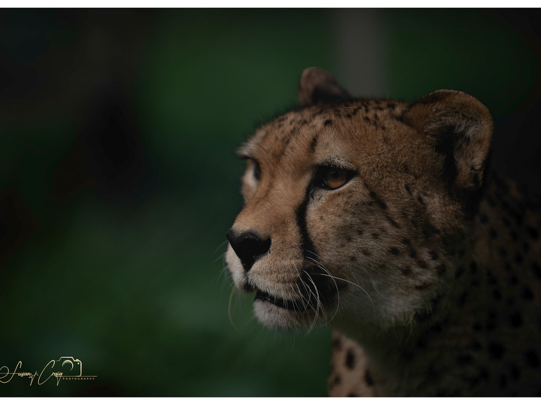 Five Sisters Zoo-West Calder必去景点
