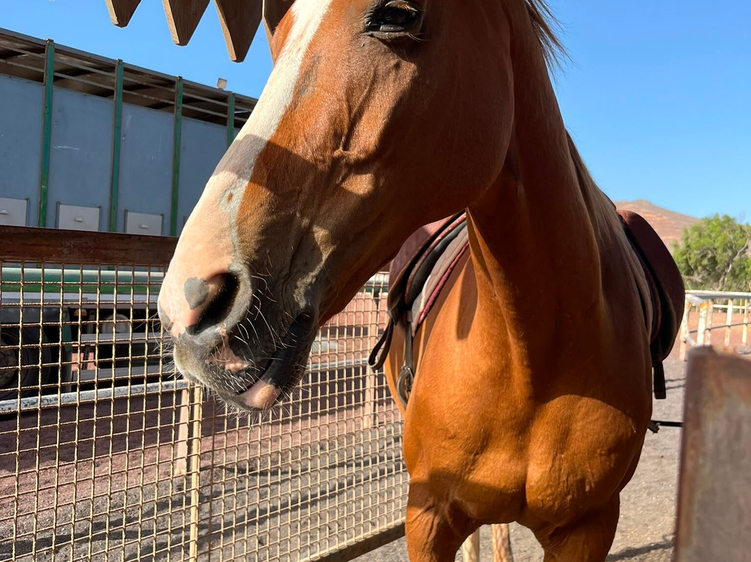 Lanzarote a Caballo-兰萨罗特必去景点