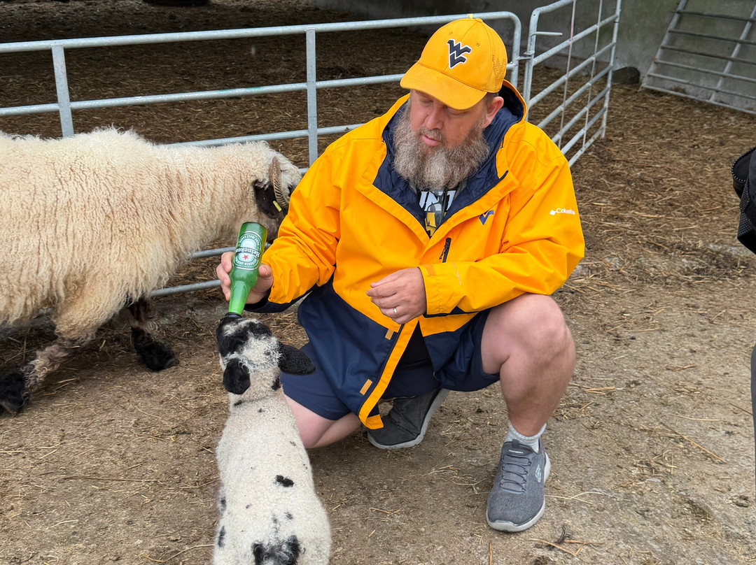 Wild Atlantic Sheep Walks-Tobercurry必去景点