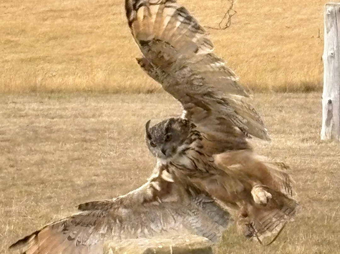 National Centre For Birds Of Prey-赫尔姆斯利必去景点