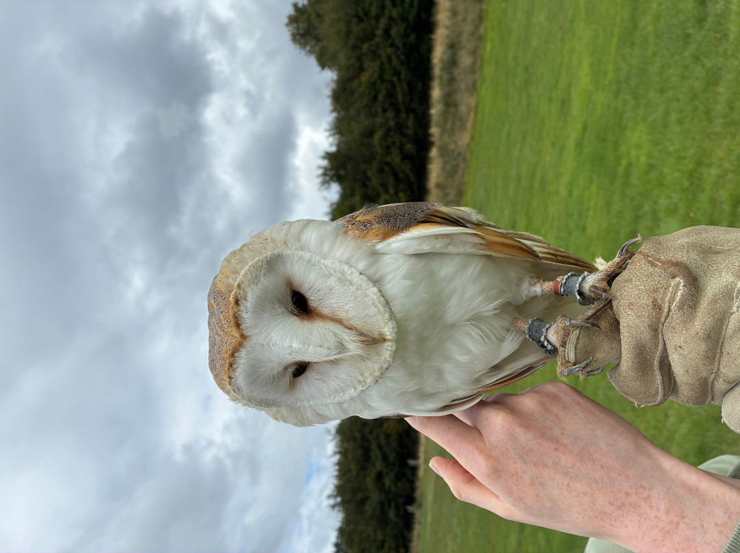 National Bird of Prey Centre-Blessington必去景点