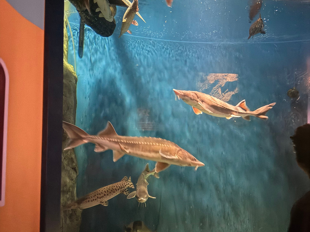 Mystic Aquarium-神秘河必去景点