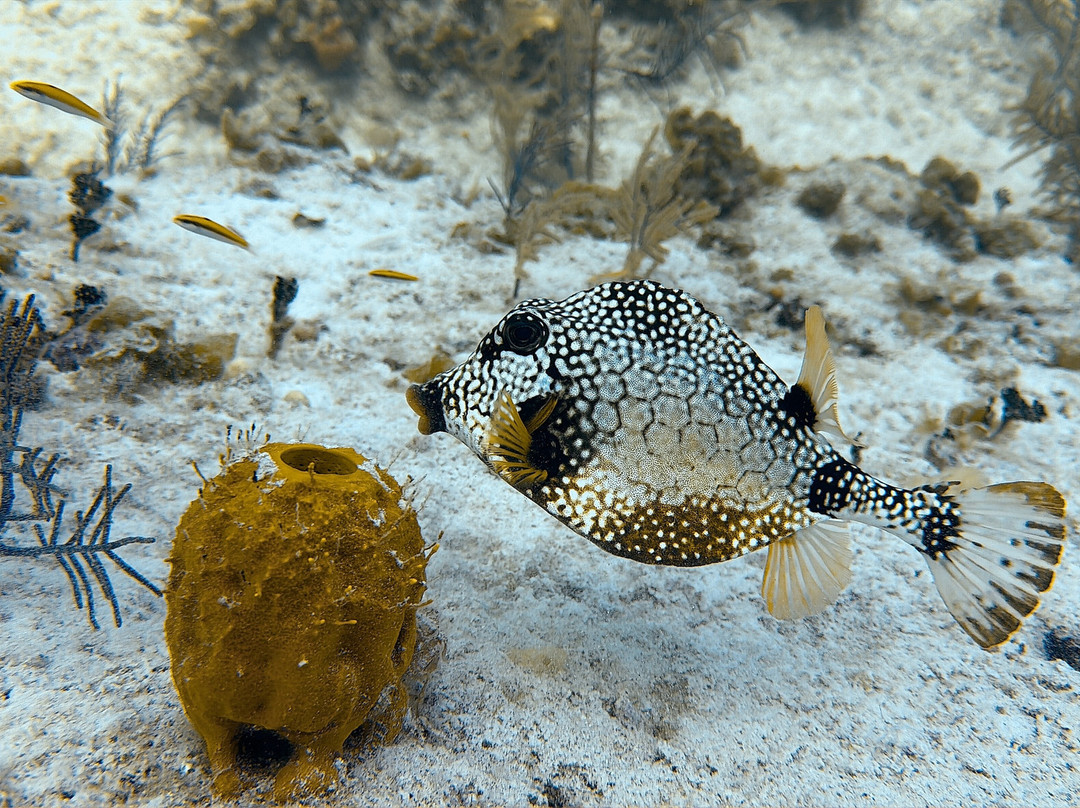 Only Blue Diving Dreams-Cockburn Town必去景点