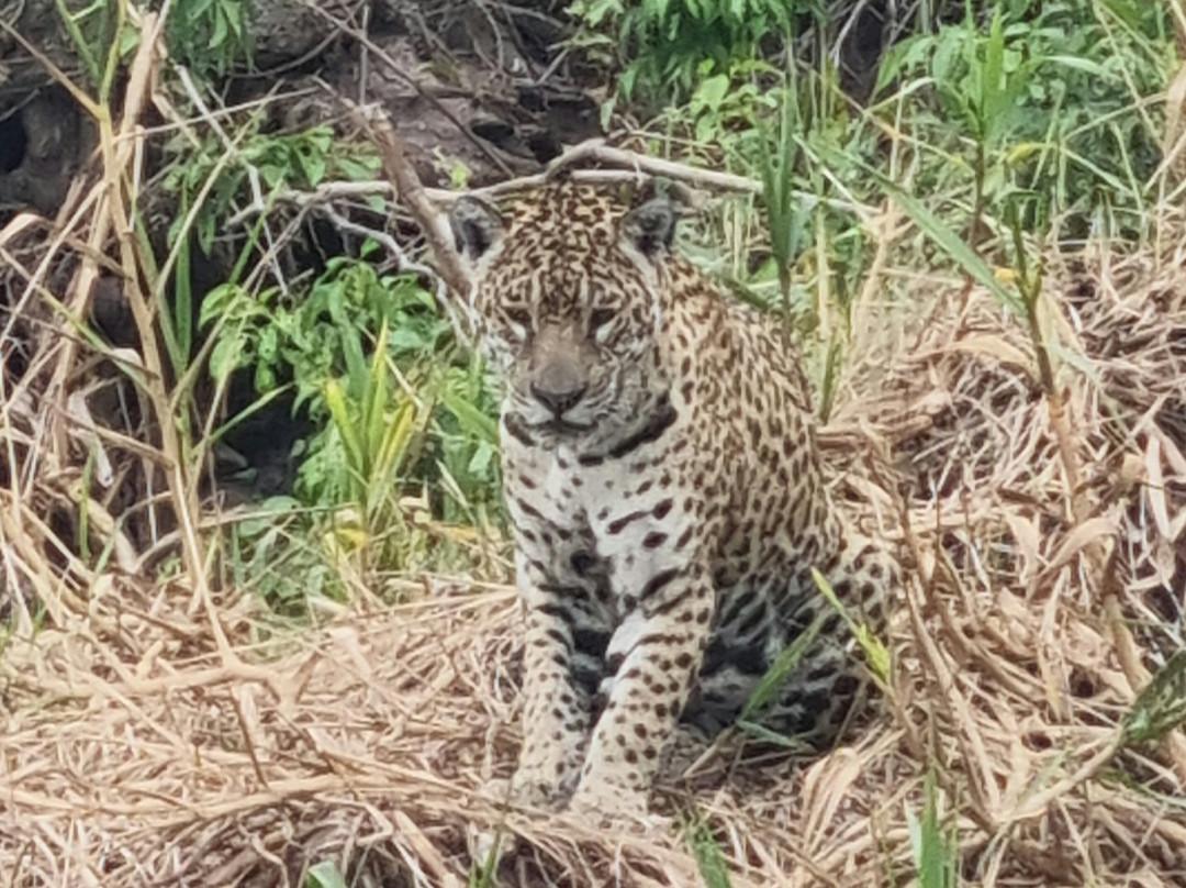 Pantanal Jaguar Safaris-Chapada dos Guimaraes必去景点