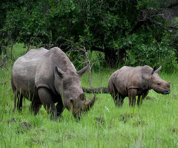 Ajai Game Reserve-Gulu必去景点