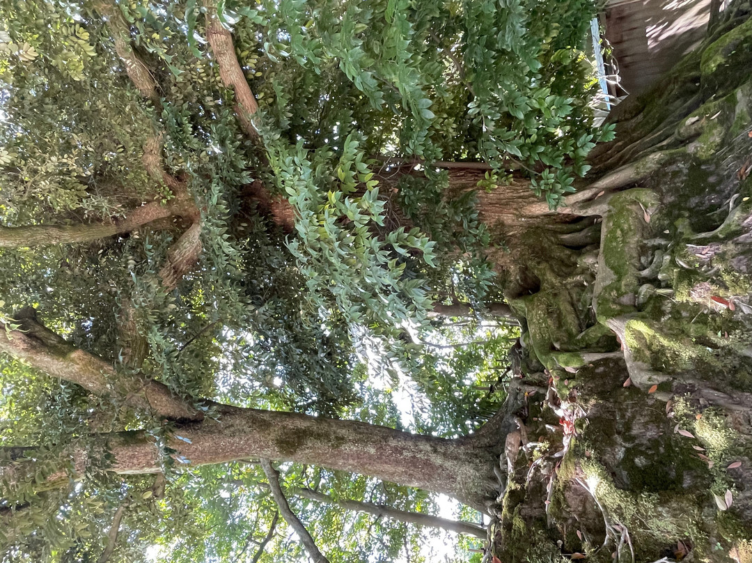 兼六园-金泽市必去景点