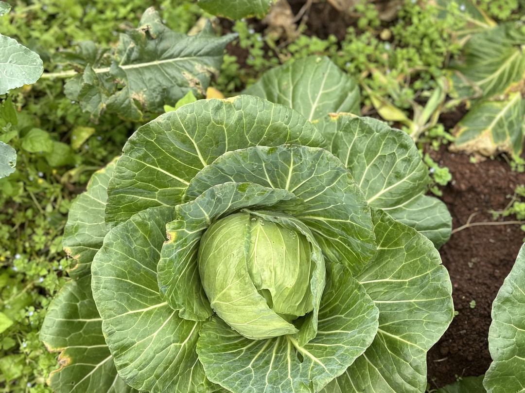 Agroecologia Ferrari-Arroio do Meio必去景点