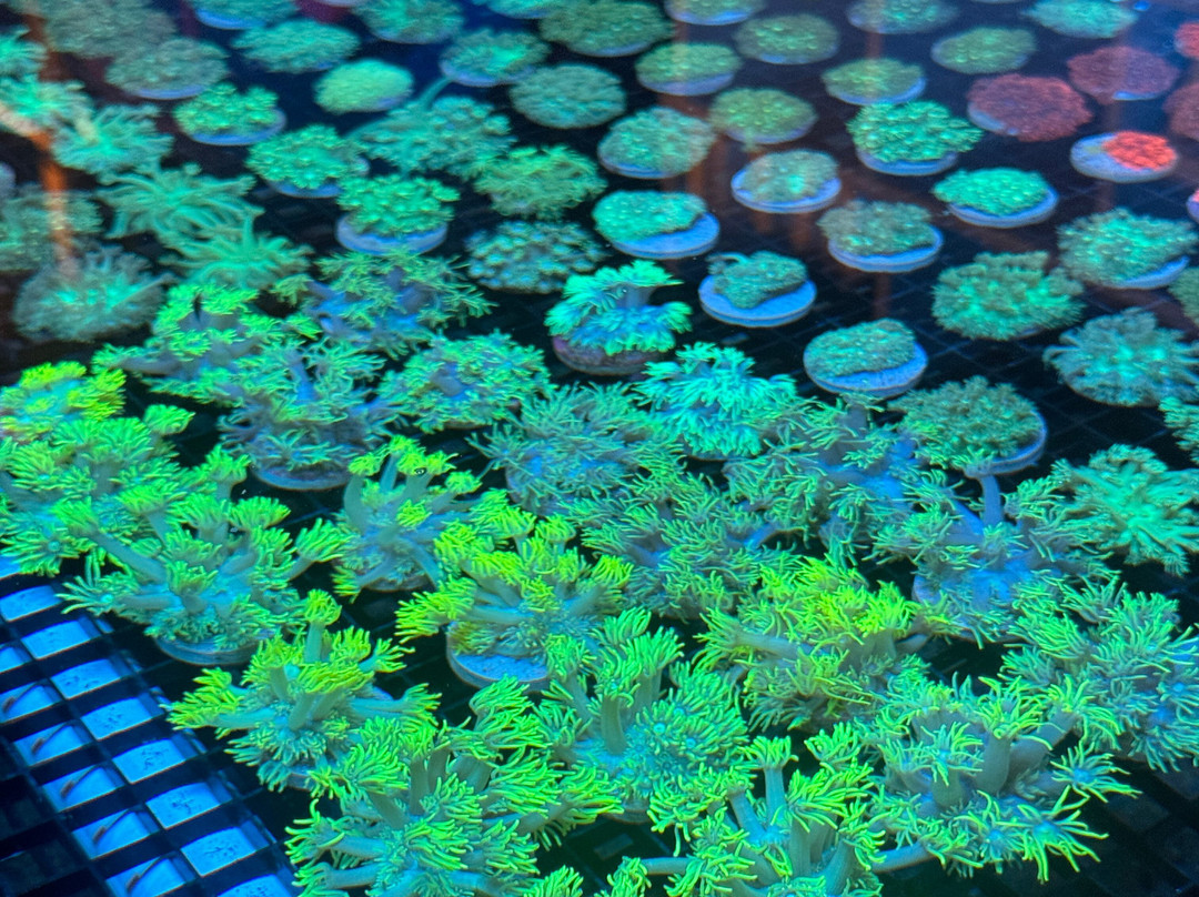 Monsoon Aquatics Coral Farm Tours-Burnett Heads必去景点