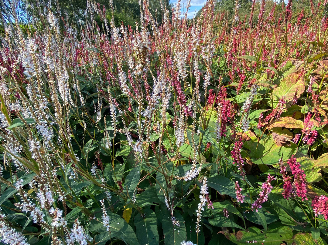Breezy Knees Gardens-约克必去景点