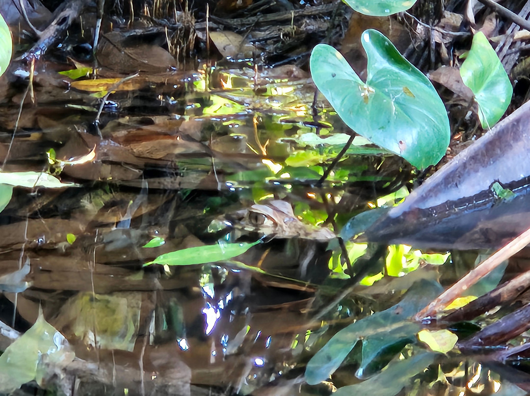 Tambopata Wild-Tambopata National Reserve必去景点