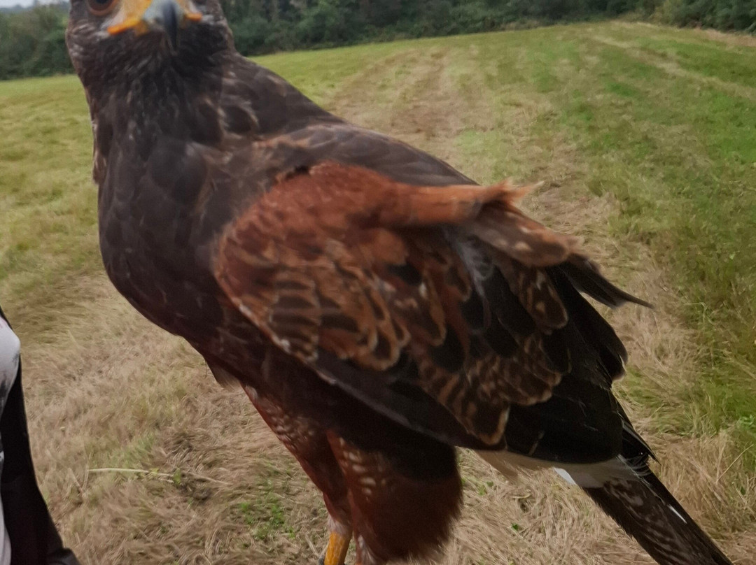 Mayfield Birds of Prey-Kilmacthomas必去景点