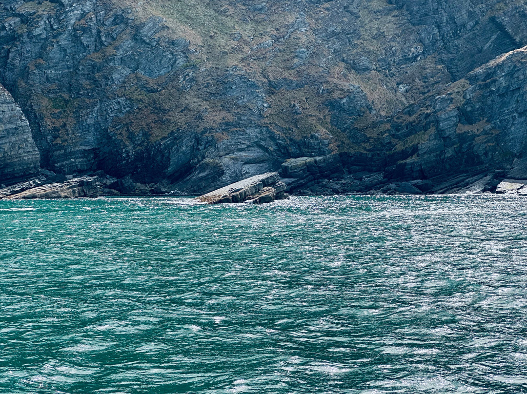 Dolphin Spotting Boat Trips (by New Quay Boat Trips)-纽基必去景点
