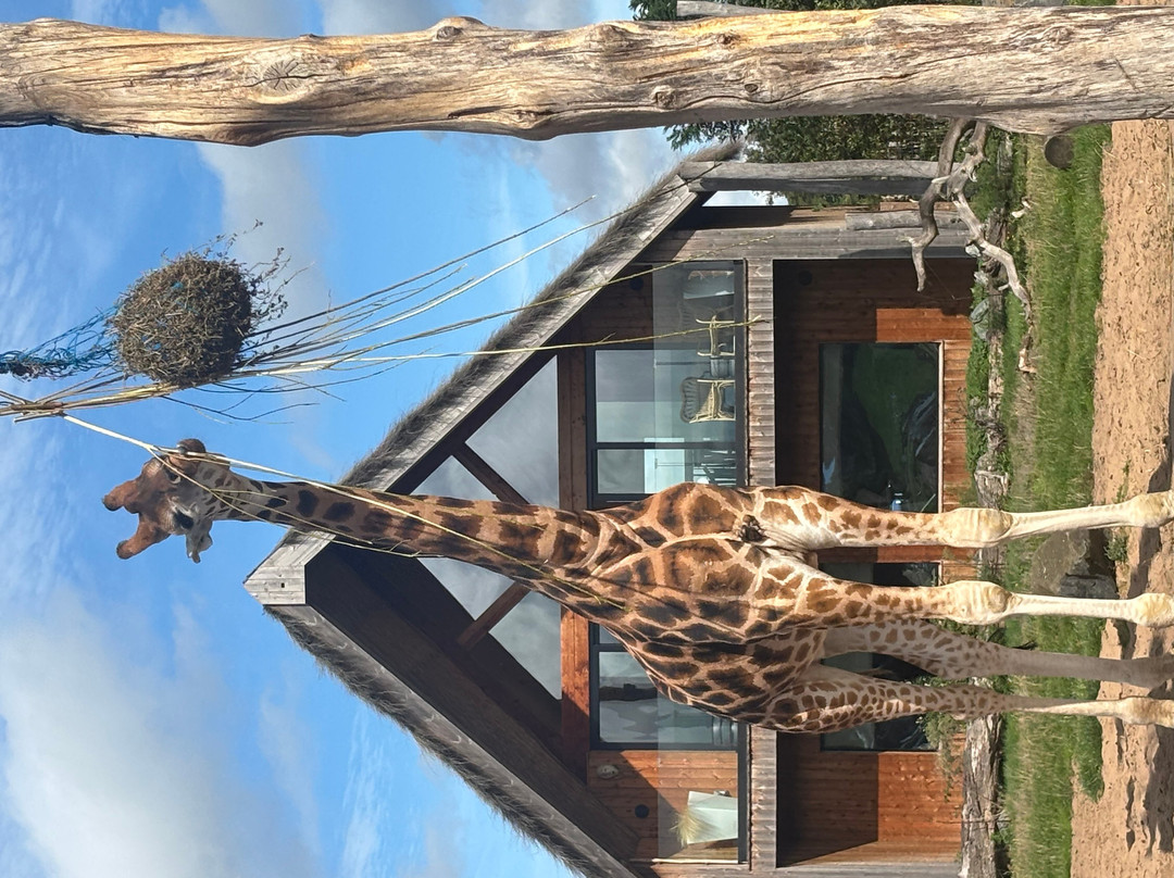 West Midlands Safari Park-Bewdley必去景点