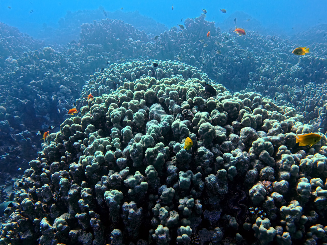ORCA Dive Club Soma Bay-索马湾必去景点