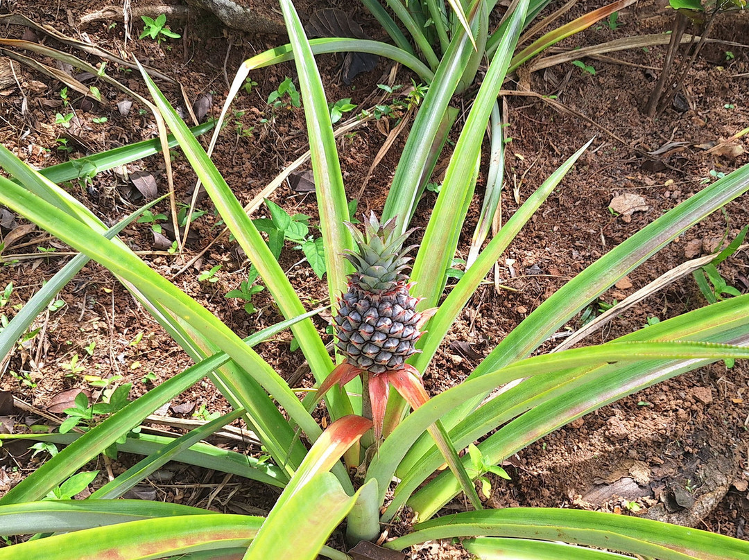 Vallée Des Fruits-大安塞区必去景点
