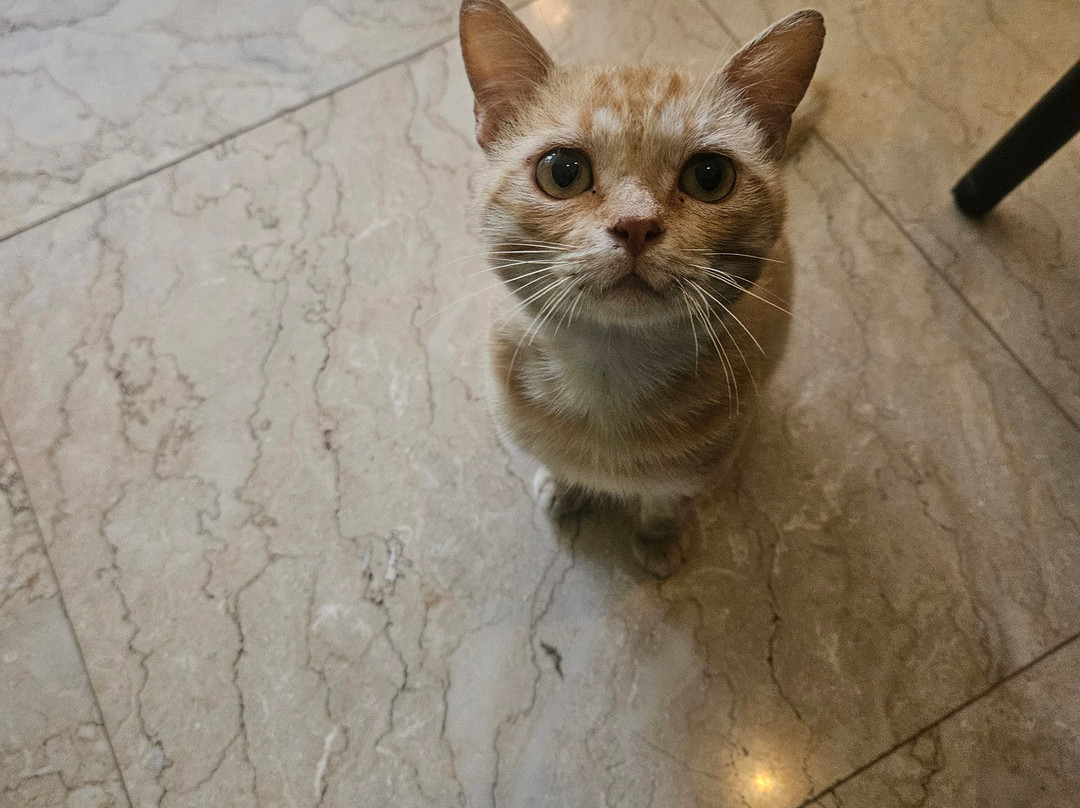 苏阿拉艾尔度假村主图