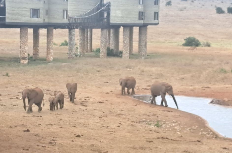 萨尔特利克野生动物园小屋-旅行者