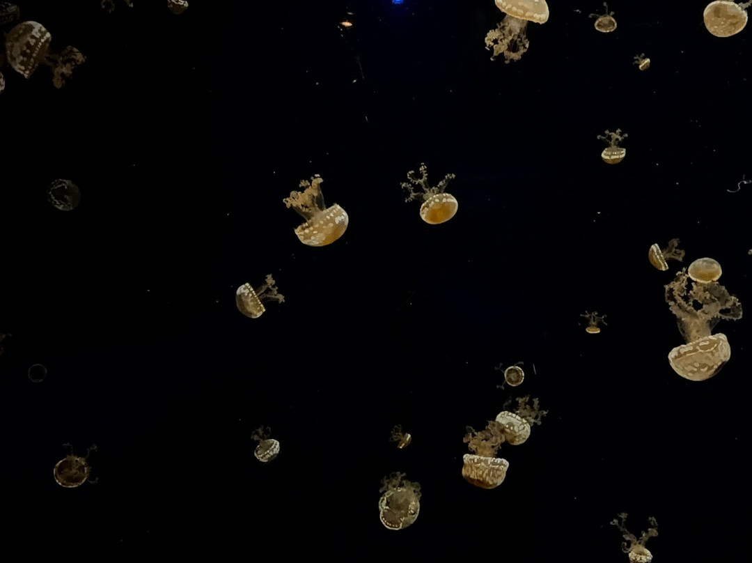 Acuario Michin Guadalajara-瓜达拉哈拉必去景点