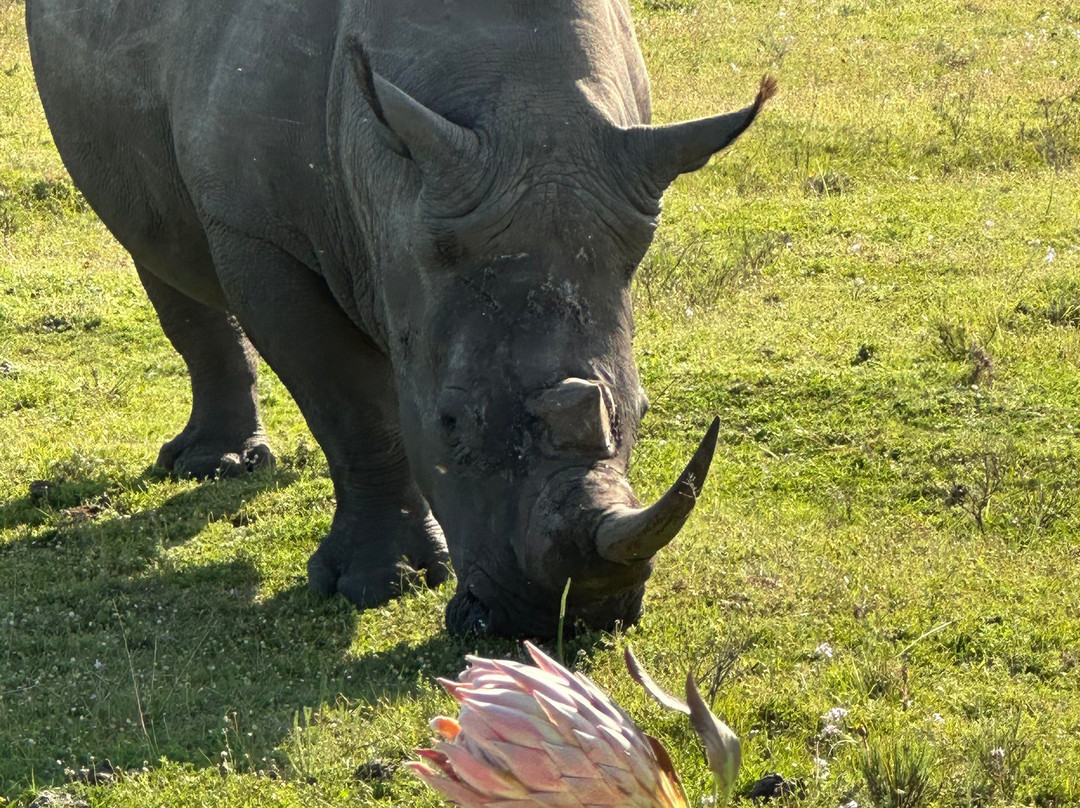 Botlierskop Private Game Reserve-莫塞尔贝必去景点