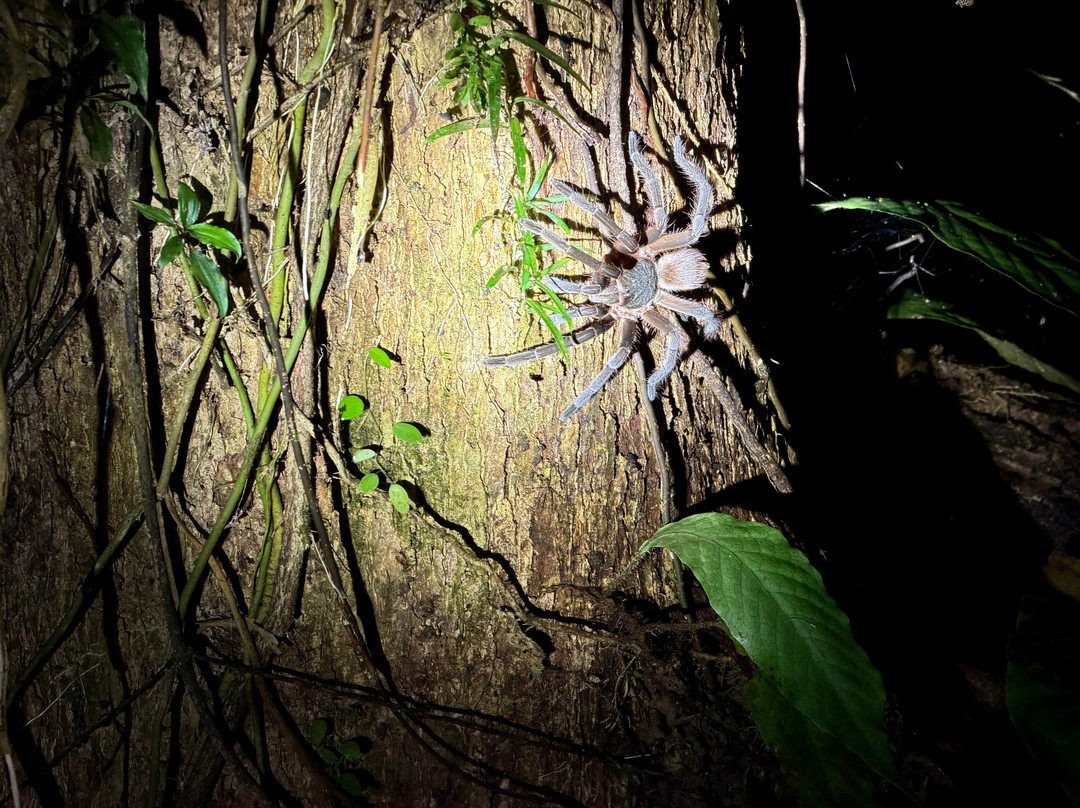 Manzanillo Night Jungle-Manzanillo必去景点