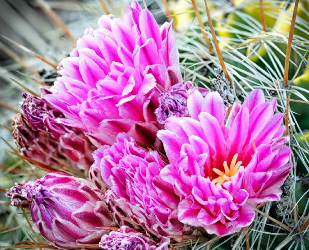 The Huntington Desert Garden