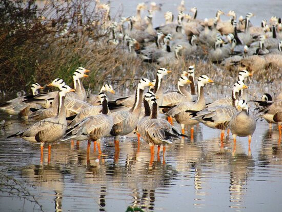 Magadi Lake Bird Sanctuary,gadag景点图片