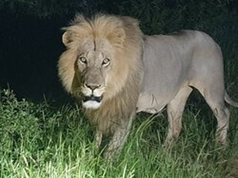 Ntombi Safaris-霍德斯普鲁特必去景点