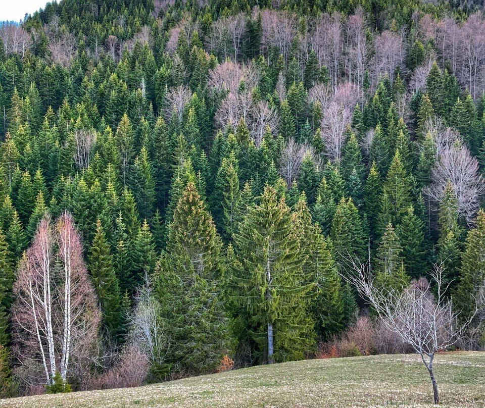 Zlatarska Kruna