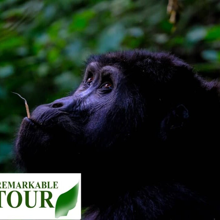 Gorilla Remarkable Tour景点图片