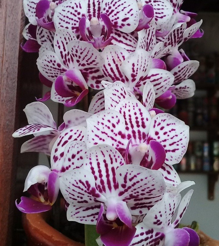 Pousada Sempre Viva主图