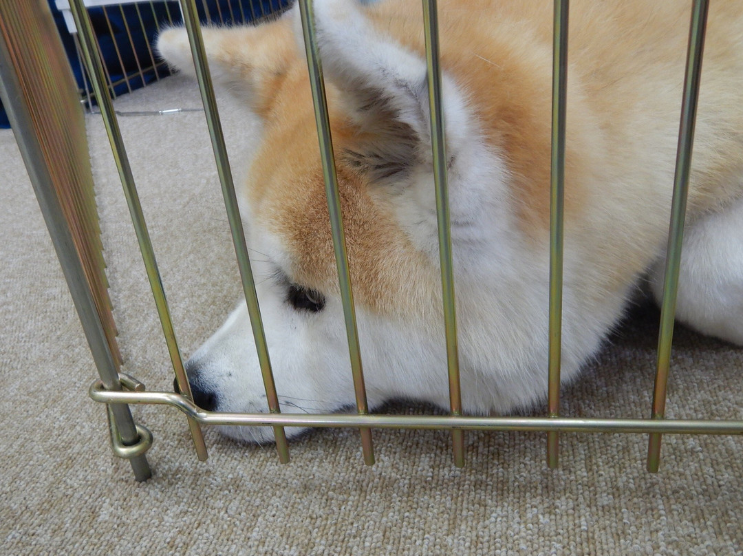 Akita Inu Fureaidokoro
